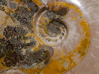 Polished Large Cleoniceras Ammonite Fossil x 1 From Tulear, Madagascar