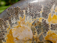 Polished Large Cleoniceras Ammonite Fossil x 1 From Tulear, Madagascar