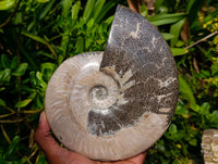 Polished Large Cleoniceras Ammonite Fossil x 1 From Tulear, Madagascar
