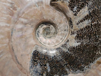 Polished Large Cleoniceras Ammonite Fossil x 1 From Tulear, Madagascar