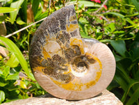 Polished Large Cleoniceras Ammonite Fossil x 1 From Tulear, Madagascar