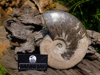 Polished Large Cleoniceras Ammonite Fossil x 1 From Tulear, Madagascar