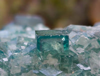 Natural Green Fluorite Cluster Specimen x 1 From Mandrosonoro, Madagascar