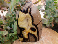 Polished Septerye Standing Free Forms x 2 From Mahajanga, Madagascar