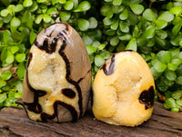 Polished Septerye Standing Free Forms x 2 From Mahajanga, Madagascar