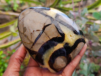 Polished Septerye Standing Free Forms x 2 From Mahajanga, Madagascar
