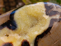 Polished Septerye Standing Free Forms x 2 From Mahajanga, Madagascar