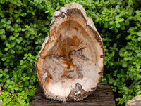 Polished Red Podocarpus Petrified Wood Bowl x 1 From Mahajanga, Madagascar