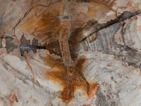 Polished Red Podocarpus Petrified Wood Bowl x 1 From Mahajanga, Madagascar