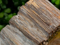 Polished Red Podocarpus Petrified Wood Bowl x 1 From Mahajanga, Madagascar