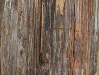 Polished Red Podocarpus Petrified Wood Bowl x 1 From Mahajanga, Madagascar