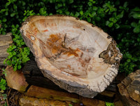 Polished Red Podocarpus Petrified Wood Bowl x 1 From Mahajanga, Madagascar