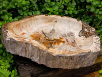 Polished Red Podocarpus Petrified Wood Bowl x 1 From Mahajanga, Madagascar