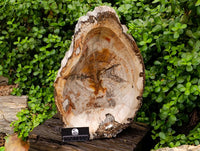 Polished Red Podocarpus Petrified Wood Bowl x 1 From Mahajanga, Madagascar