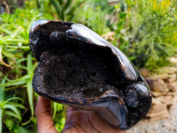 Polished Septerye Sauvage 