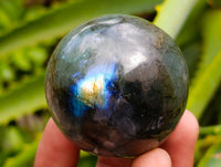 Polished Small Labradorite Spheres x 12 From Tulear, Madagascar