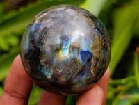 Polished Small Labradorite Spheres x 12 From Tulear, Madagascar