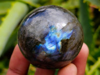 Polished Small Labradorite Spheres x 12 From Tulear, Madagascar