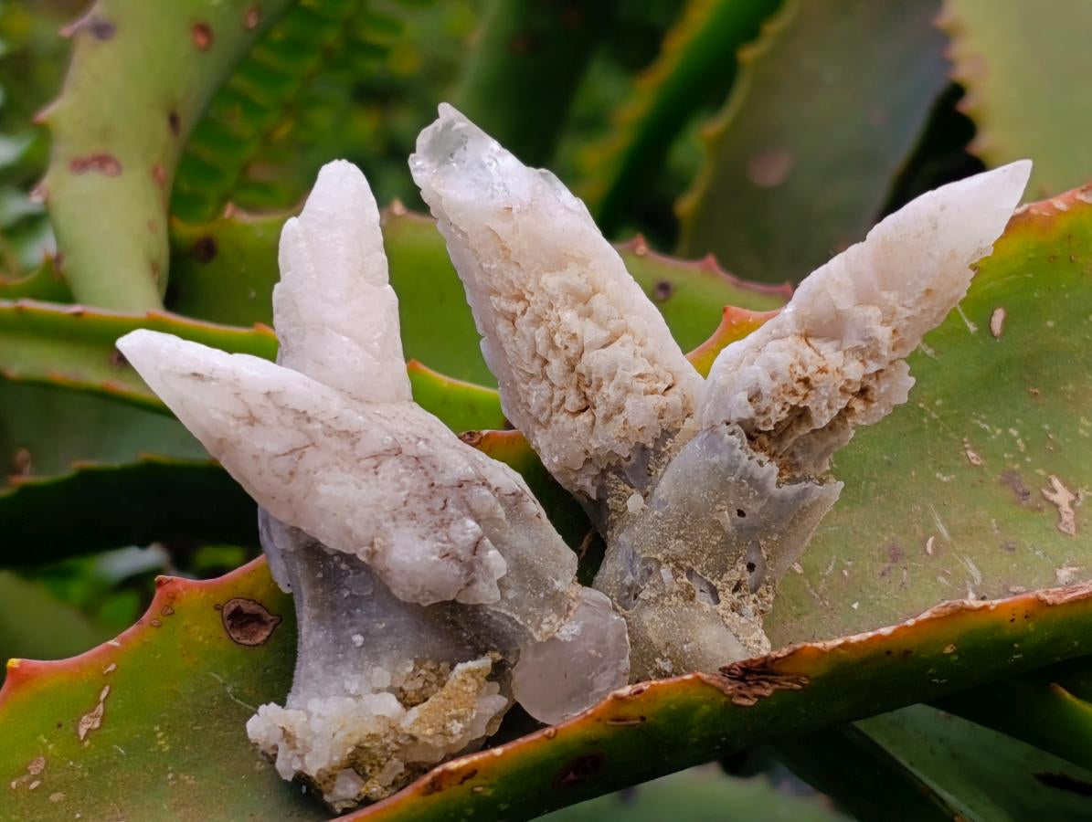 Natural Drusy Quartz Coated Spearhead Calcite Specimens x 20 From Albert's Mountain, Lesotho