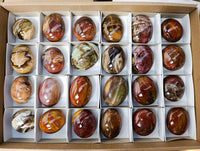 Polished Petrified Wood Galets x 24 From Mahajanga, Madagascar