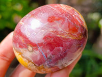 Polished Petrified Wood Galets x 24 From Mahajanga, Madagascar