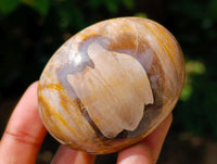 Polished Petrified Wood Galets x 24 From Mahajanga, Madagascar