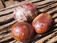 Polished Petrified Wood Galets x 24 From Mahajanga, Madagascar