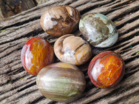 Polished Petrified Wood Galets x 24 From Mahajanga, Madagascar