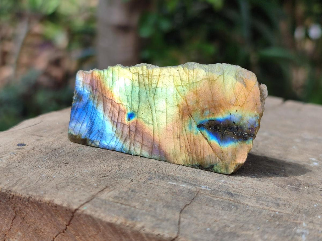 Polished On One Side Labradorite Slices x 35 From Tulear, Madagascar