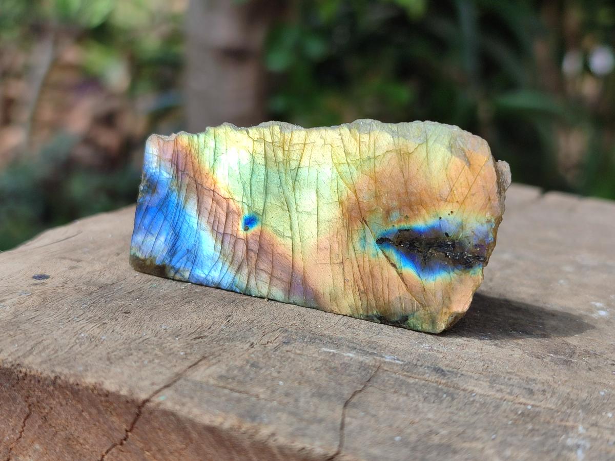 Polished On One Side Labradorite Slices x 35 From Tulear, Madagascar