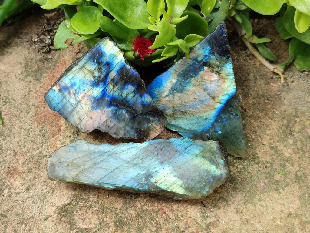 Polished On One Side Labradorite Slices x 35 From Tulear, Madagascar