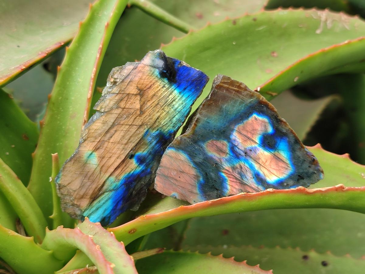 Polished On One Side Labradorite Slices x 35 From Tulear, Madagascar