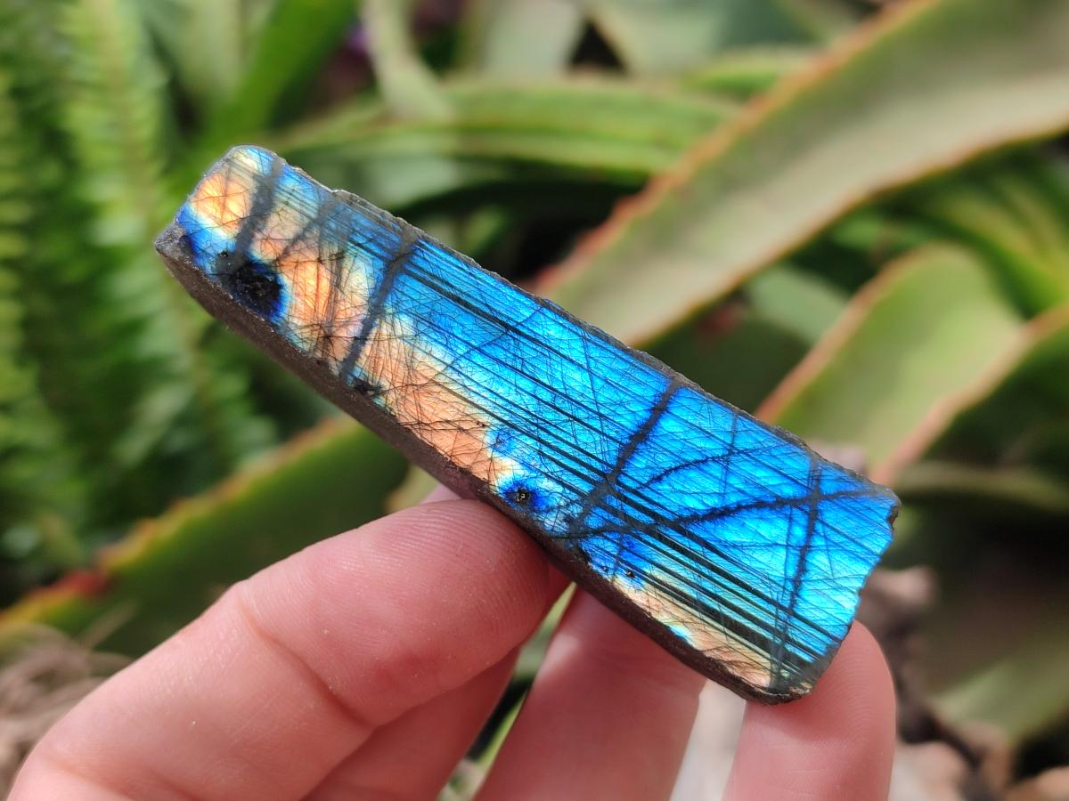 Polished On One Side Labradorite Slices x 35 From Tulear, Madagascar