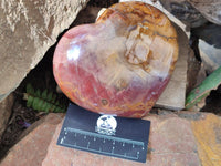 Polished Red Podocarpus Petrified Wood Hearts x 2 From Mahajanga, Madagascar