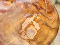 Polished Red Podocarpus Petrified Wood Hearts x 2 From Mahajanga, Madagascar