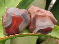 Polished On One Side Red Shashe River Agate Nodules x 35 From Shashe River, Zimbabwe