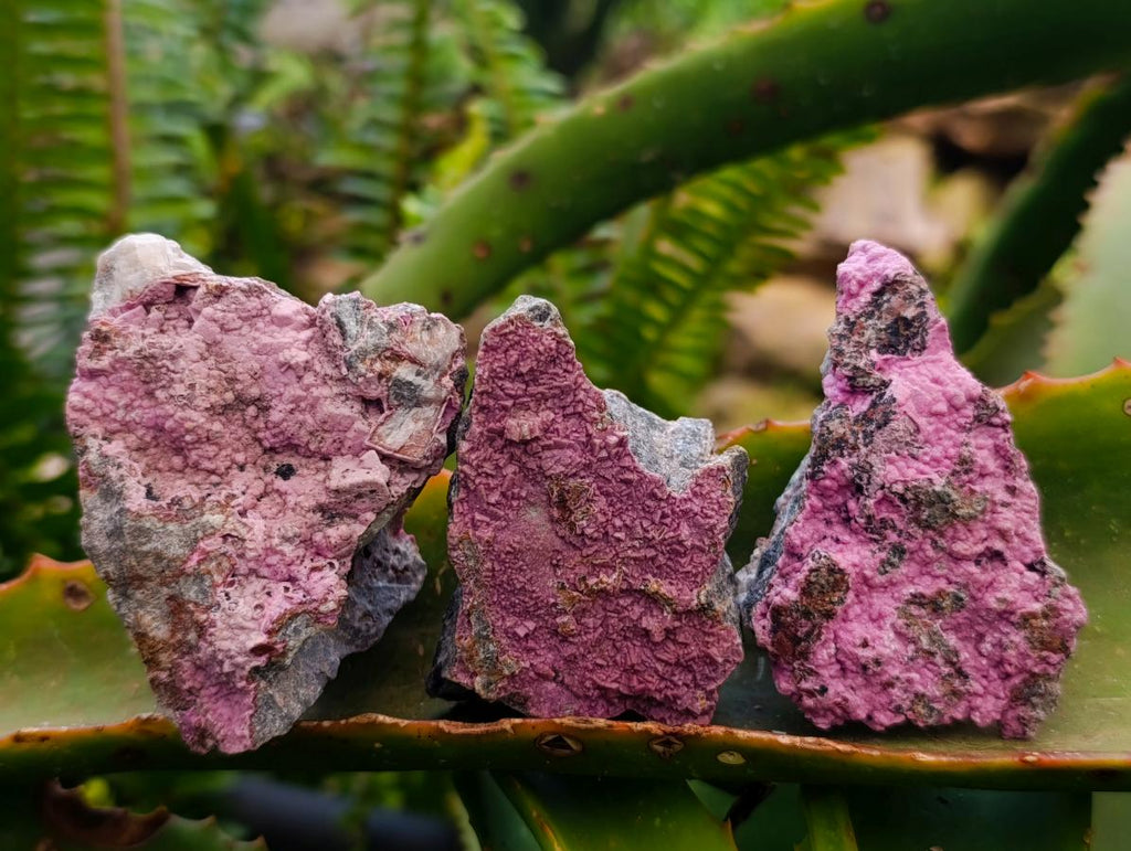 Natural Salrose Cobaltion Dolomite Specimens x 12 From Kakanda, Congo