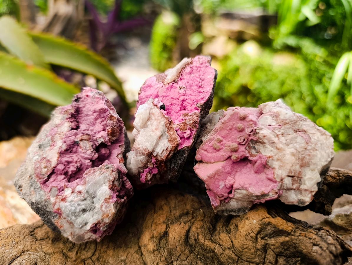 Natural Salrose Cobaltion Dolomite Specimens x 12 From Kakanda, Congo