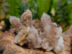 Natural Limonite Fairy Spirit Quartz Crystals x 35 From Boekenhouthoek, South Africa