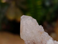 Natural Limonite Fairy Spirit Quartz Crystals x 35 From Boekenhouthoek, South Africa