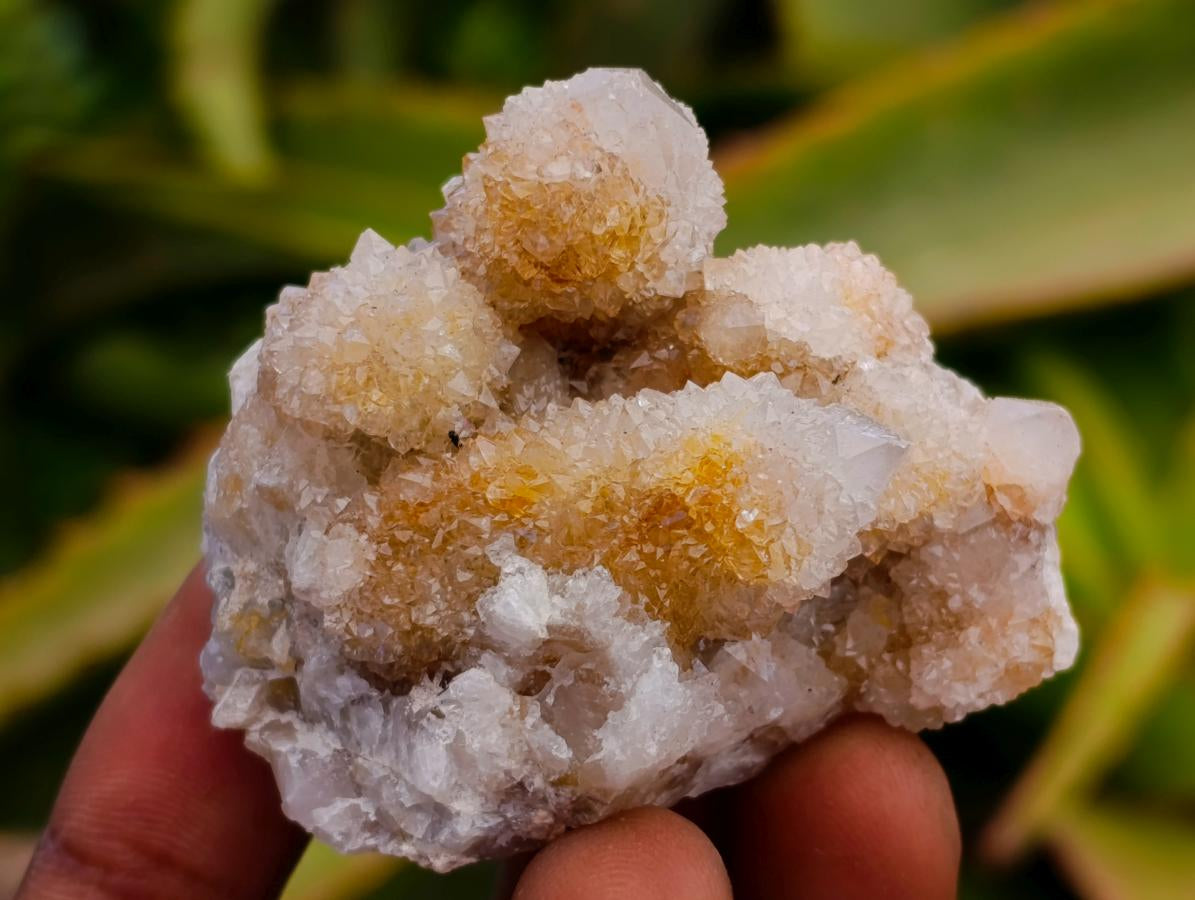 Natural Limonite Fairy Spirit Quartz Crystals x 35 From Boekenhouthoek, South Africa