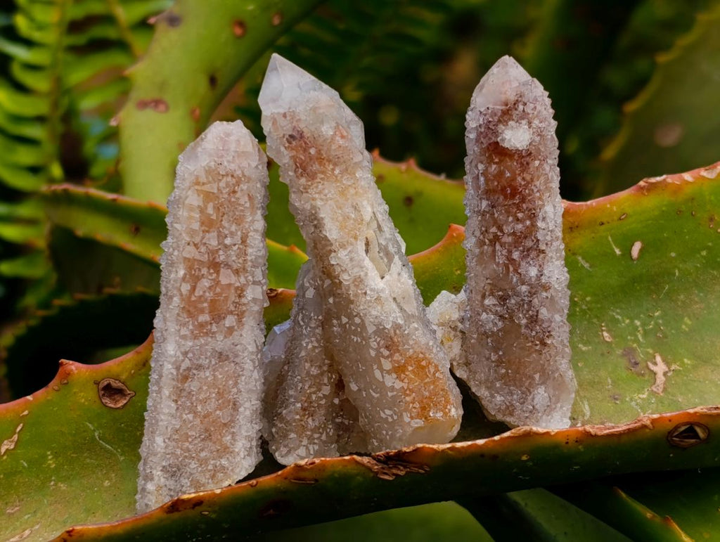 Natural Limonite Fairy Spirit Quartz Crystals x 35 From Boekenhouthoek, South Africa