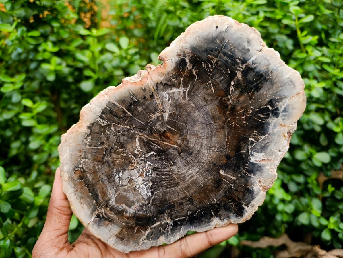 Polished Podocarpus Petrified Wood Slices x 2 From Mahajanga, Madagascar