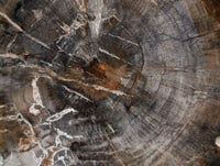 Polished Podocarpus Petrified Wood Slices x 2 From Mahajanga, Madagascar