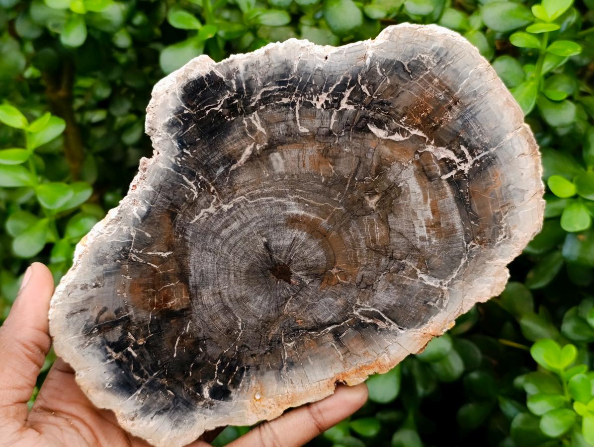 Polished Podocarpus Petrified Wood Slices x 2 From Mahajanga, Madagascar