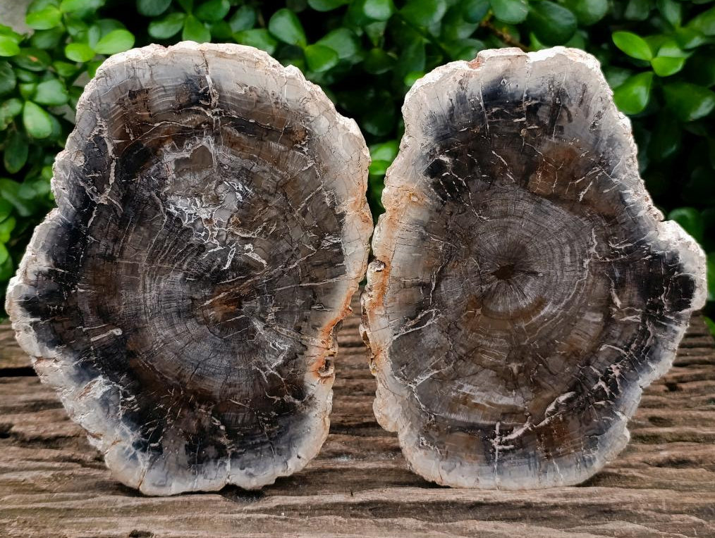 Polished Podocarpus Petrified Wood Slices x 2 From Mahajanga, Madagascar