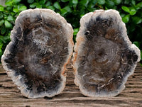 Polished Podocarpus Petrified Wood Slices x 2 From Mahajanga, Madagascar
