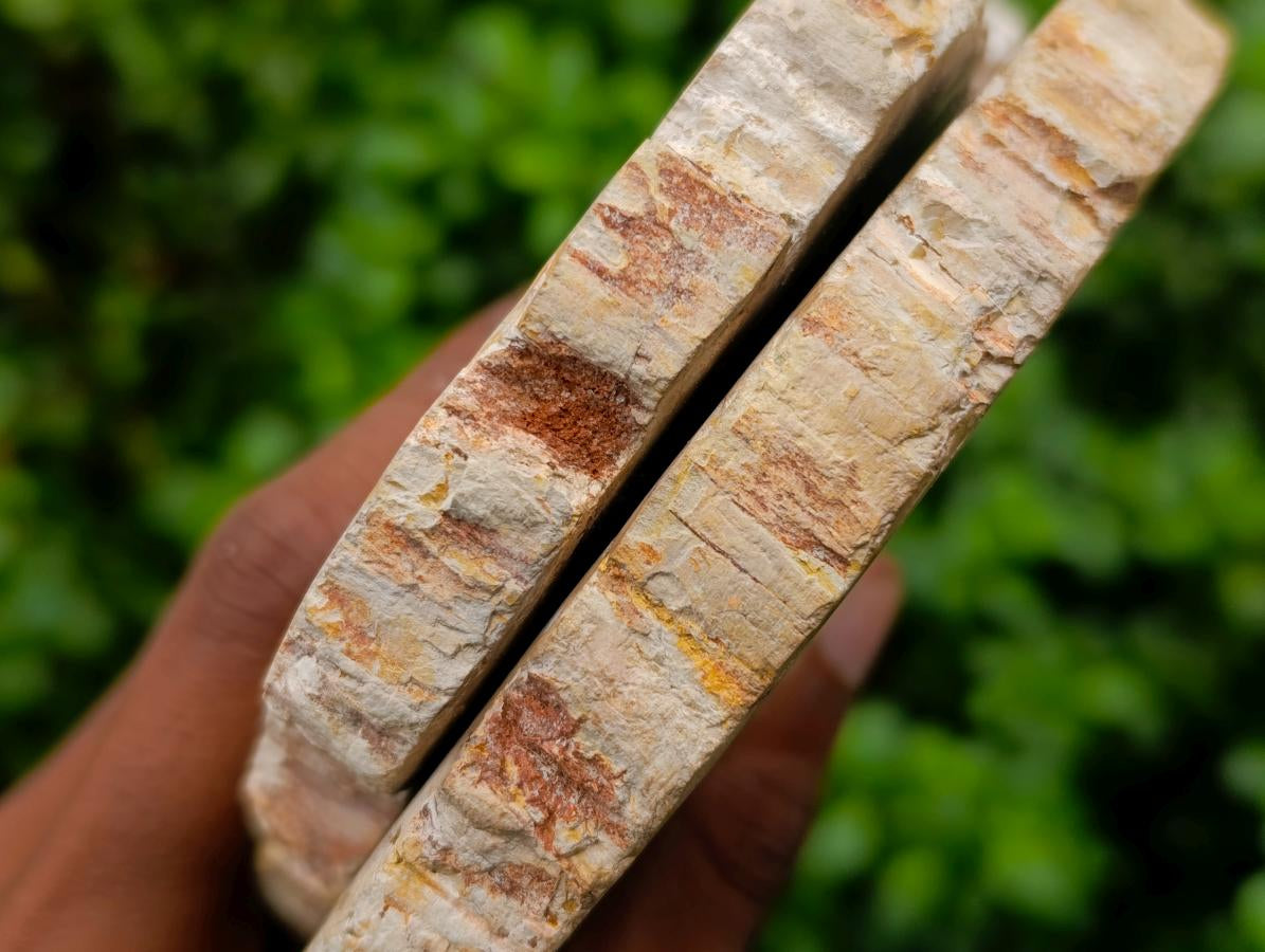 Polished Podocarpus Petrified Wood Slices x 2 From Mahajanga, Madagascar
