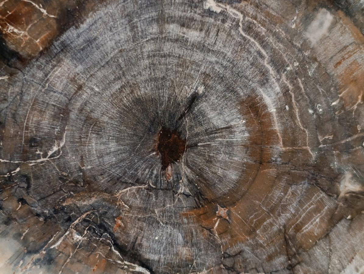 Polished Podocarpus Petrified Wood Slices x 2 From Mahajanga, Madagascar