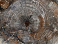 Polished Podocarpus Petrified Wood Slices x 2 From Mahajanga, Madagascar